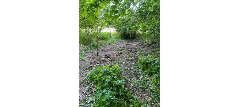Herkulesstaude im Wald