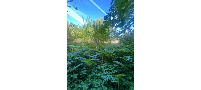 Herkulesstaude im Wald