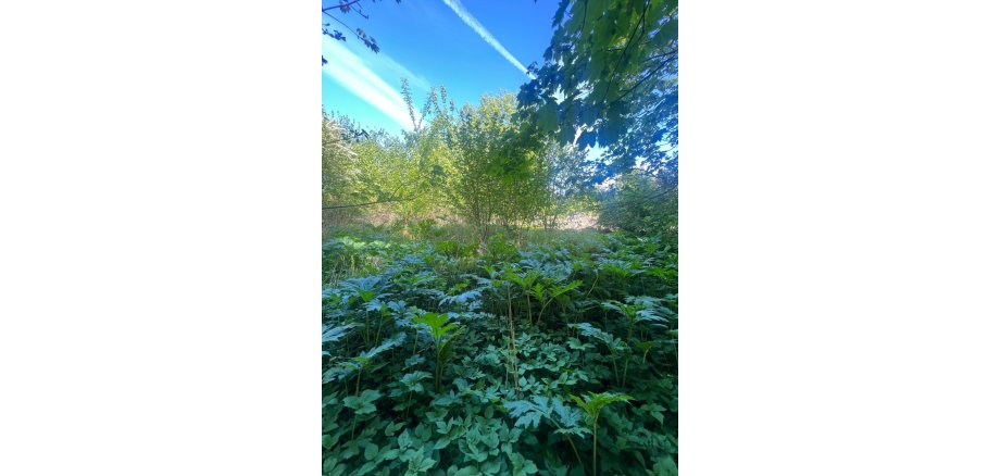 Herkulesstaude im Wald