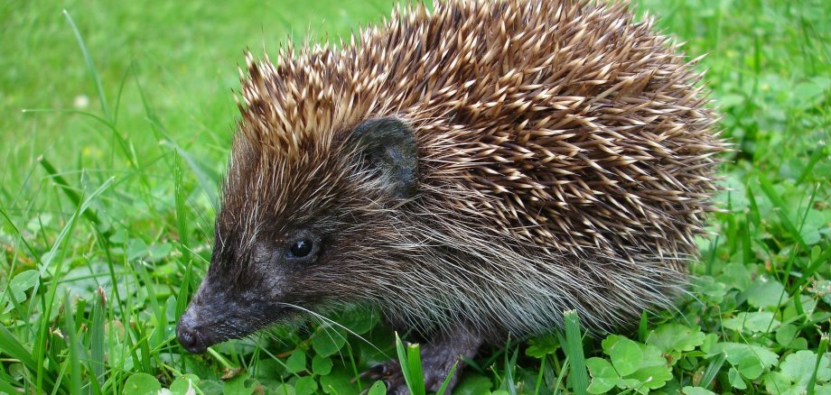 Igel