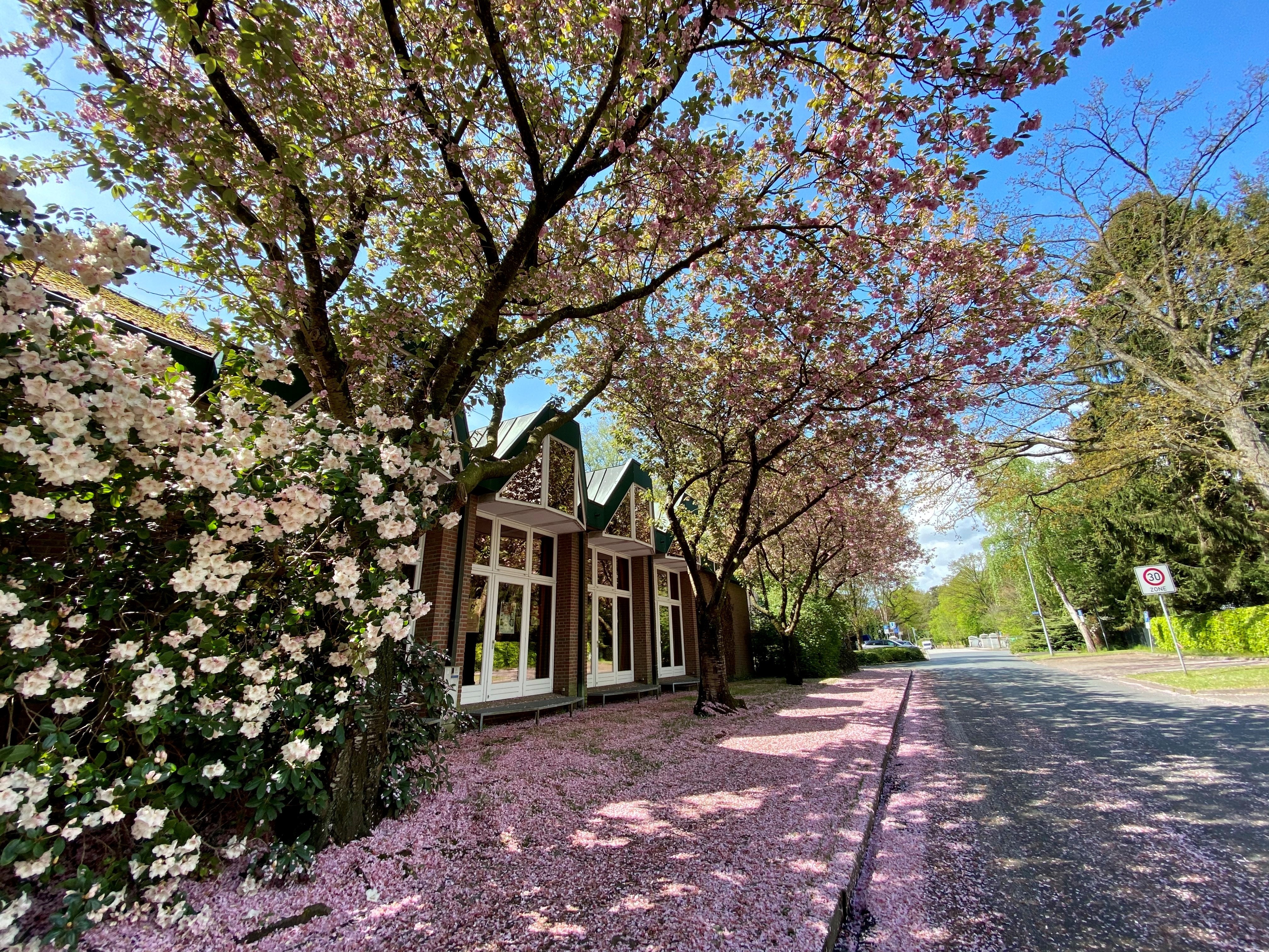 Waldreitersaal mit Kirschblättern